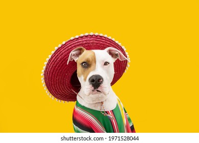 Funny American Staffordshire Dog Celebrating Carnival, Hallowen Or New Year Dressed As A Mexican. Isolated On Yellow Background