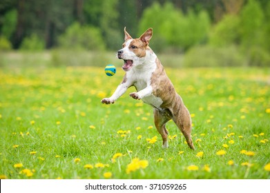 Catch Ball Images, Stock Photos & Vectors | Shutterstock