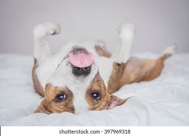 Funny american staffordshire terrier dog having fun on the bed