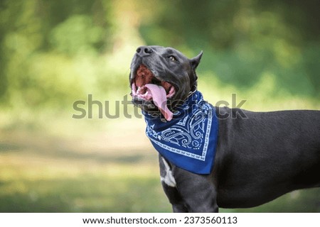 Funny american staffordshire terrier dog portrait in the park