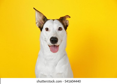 Funny Andalusian Ratonero Dog On Yellow Background