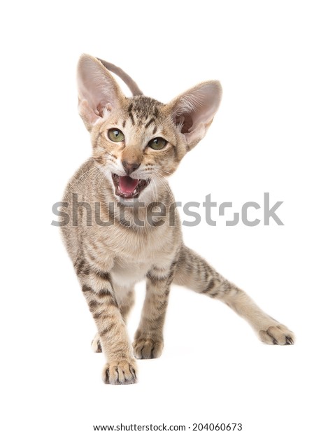 Funny Angry Oriental Shorthair Kitten Go Stock Photo Edit Now