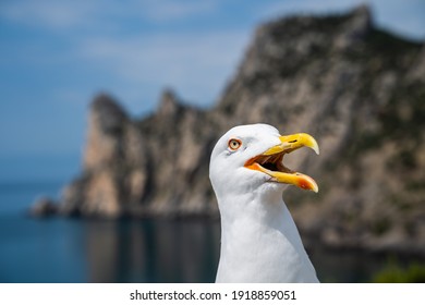 Funny angry seagull with big opened mouth