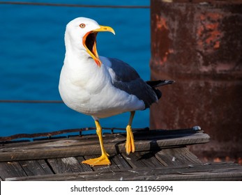 Funny angry seagull with big opened mouth walking in the ship deck