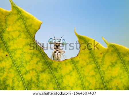 funny animal looks out of the letter. A funny dragonfly with big eyes on a cool colored background. Macro nature image