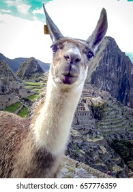 Funny Animal Photo Bomb Picture Of Machu Picchu Ruins