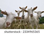Funny animal photo. Many curious  goats stare at the camera during hiking trip. Small mountain farm in Triglav national park near to Lake Bohinj. Slovenia.