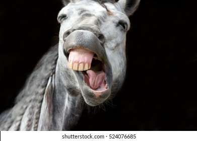 Funny Animal Is A White Horse Laughing His Funny Face Off.