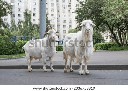 funny animals in the city, white goats eat bushes in the courtyard of high-rise buildings. Moscow, South Butovo. High quality photo