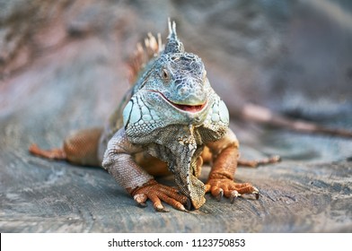 Funny Animals Lizard Iguana. Smile Face Funny Lizard.