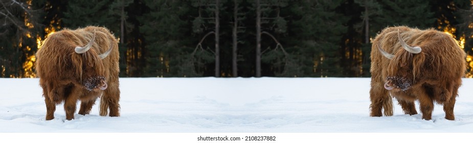 Funny Animals panoramic Banner Panorama - Scottish highland cows with tongue out in winter with snow, cow in snowy field in the beautiful black forest with the glowing sun and firs in the background