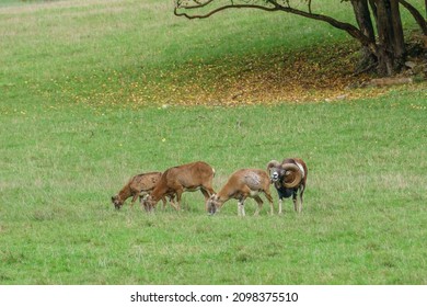 Funny Aries Roaring At Deer Standing On Meadow