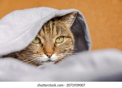 3,497 Arrogant animal Images, Stock Photos & Vectors | Shutterstock