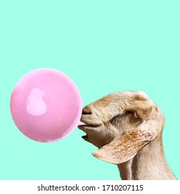 Funny Art. Concept Goat With Bubblegum.