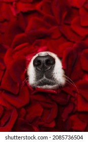 Funny Aussi Dog Black Nose In Red Rose Petals With Ring On Nose