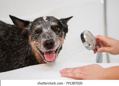 Funny Australian Cattle Dog Having Bath At Home. Pet Bath Time. Friendly Dog In The Shower.