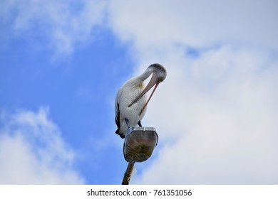 Funny Australian Pelican Cleaning Feathers On Its Tummy While Sitting On The Street Lamp Post