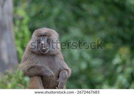 Funny Baboon with a Cheeky Expression and Copy Space