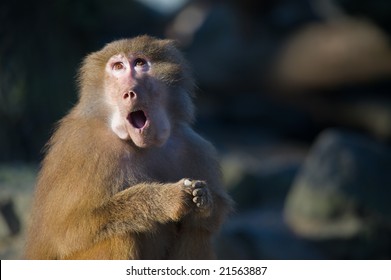 a funny baboon monkey looking surprised