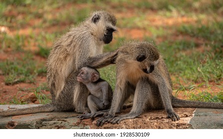 Funny baboons in Tsavo East National Park, Kenya