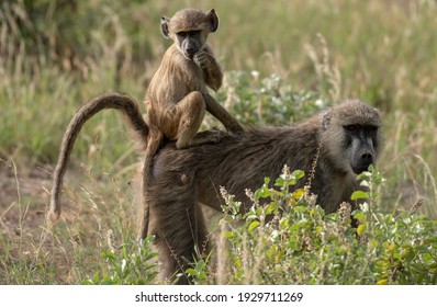 Funny baboons in Tsavo East National Park, Kenya. Baboon family in National Park in Kenya