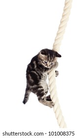 Funny Baby Cat Hanging On Rope