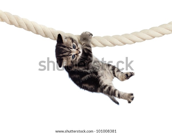 Funny Baby Cat Hanging On Rope Stock Photo (Edit Now) 101008381