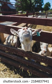 A Funny Baby Goat At The Farm