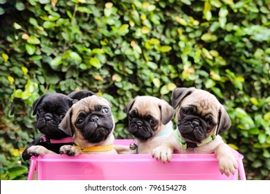 Funny Baby Pug Dog Playing In Pink Basket.