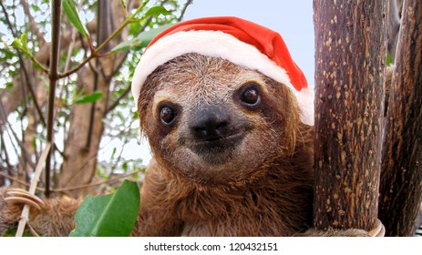 Funny Baby Sloth In A Christmas Santa Hat