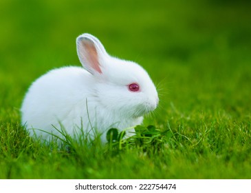 Funny Baby White Rabbit Grass Stock Photo 259776926 | Shutterstock