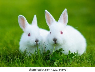 Funny Baby White Rabbit Eating Clover Stock Photo 222754591 | Shutterstock