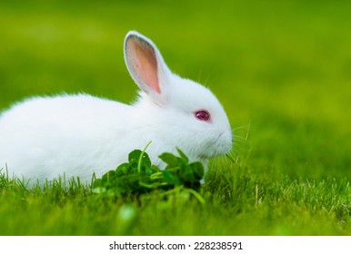 Funny Baby White Rabbit Eating Clover Stock Photo 222754480 | Shutterstock