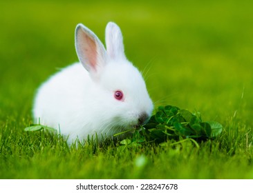 Funny Baby White Rabbit Eating Clover Stock Photo (Edit Now) 228193804