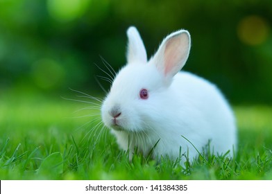 Funny Baby White Rabbit In Grass