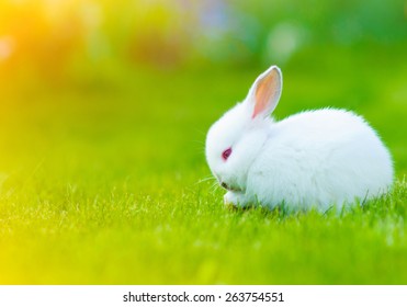 Funny Baby White Rabbit In Grass