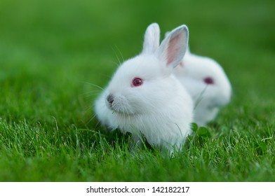 Funny Baby White Rabbits Grass Stock Photo (Edit Now) 184380758