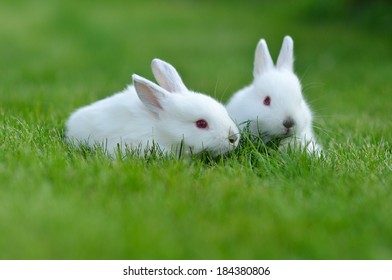 Funny White Rabbit Grass Stock Photo (Edit Now) 287644712