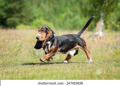 Funny basset hound dog running