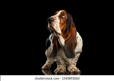Funny Basset Hound Dog Standing and Looks Indifferent on Isolated black background, side view