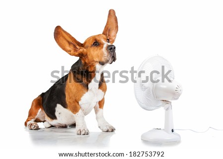 Funny basset hound with flying ears up sitting near the fan