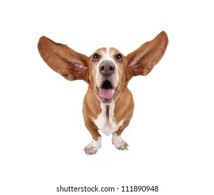 A Funny Basset Hound Isolated On White A Background