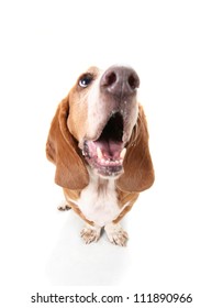 A Funny Basset Hound Isolated On White A Background With Her Mouth Open, Howling