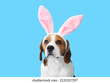 Funny Beagle Dog With Bunny Ears On Blue Background, Closeup