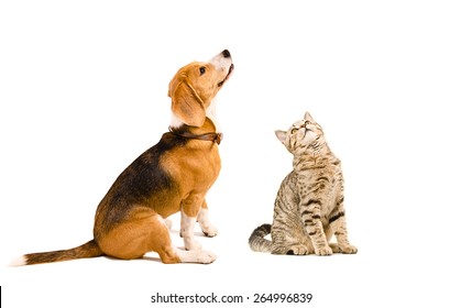 12,276 Kitten Side View Images, Stock Photos & Vectors 