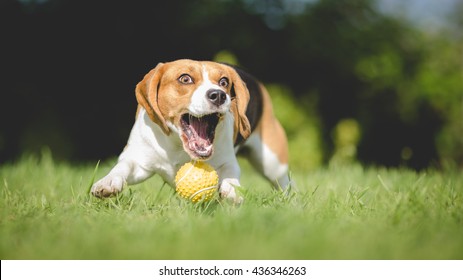 Funny Beagle Dog Fails To Catch Ball