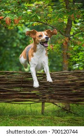 Funny Beagle Dog Jumping Over The Fence