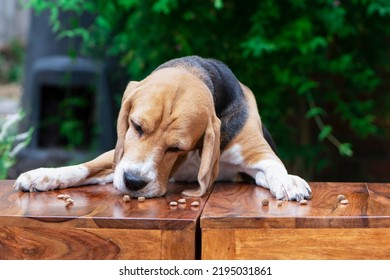 Funny Beagle Dog Sniffing Dry Food On The Table In Summer In The Garden