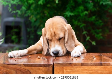 Funny Beagle Dog Sniffing Dry Food On The Table In Summer In The Garden