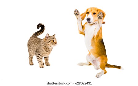 Funny Beagle Dog, Standing On Hind Legs And Cat, Isolated On White Background